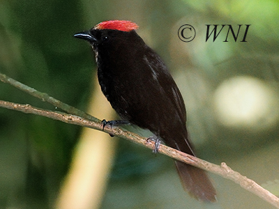 Flame-crested Tanager (Tachyphonus cristatus)